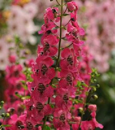 Summer Snapdragon Archangel™ Dark Rose